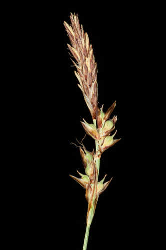 Carex lucorum #41